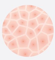 ASCs 증식을 나타낸 세포 그림